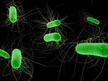 Escherichia coli Bakterien2